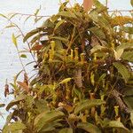 Nepenthes pervillei Leaf