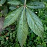Cleome hassleriana Leaf