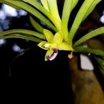 Dichaea trulla Цвят
