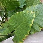 Alocasia macrorrhizos पत्ता