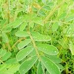 Tephrosia villosa Leaf