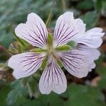 Geranium renardii Flower