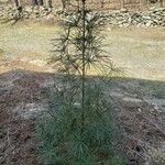 Sciadopitys verticillata Характер