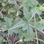 Potentilla erecta पत्ता