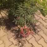 Caesalpinia pulcherrima Цвят