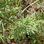 Seseli annuum Blatt