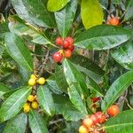 Ficus mutabilis Fruit