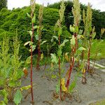 Rumex cristatus عادت