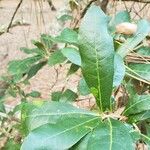 Quercus laurifolia Blad