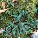 Asplenium ceterach List