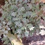 Artemisia stelleriana 葉