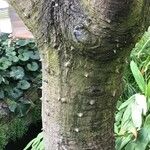 Erythrina caffra 樹皮