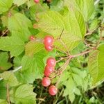 Viburnum opulusफल