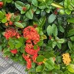 Ixora chinensis Blüte