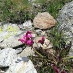 Pedicularis pyrenaica Flower