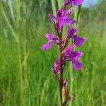 Anacamptis palustris Virág