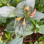 Lonicera acuminata Лист