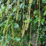 Itea ilicifolia Кветка