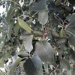 Alnus cordata Fruchs