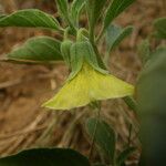 Physalis viscosa Blüte