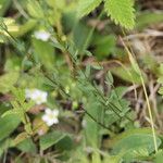 Linum catharticum Leaf