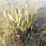 Rumex hydrolapathum Листок