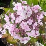 Hydrangea macrophylla Цвят