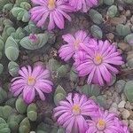 Gibbaeum dispar