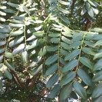 Cordyla africana Leaf