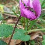 Cyclamen purpurascens Flower