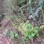 Clinopodium nepeta Hábito