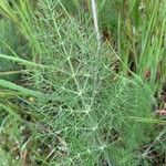 Foeniculum vulgare Leaf