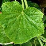 Cucumis sativus Leaf