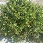 Rhus glauca Hoja