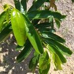 Annona muricata Листо
