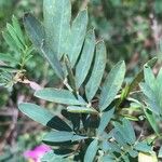 Tephrosia grandiflora برگ