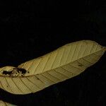 Couepia habrantha Leaf