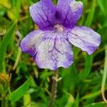 Pinguicula grandiflora Кветка