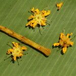 Amphimas ferrugineus Цвят