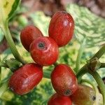 Aucuba japonica Fruit