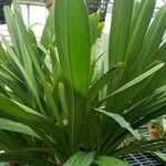 Cymbidium aloifolium Leaf