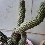 Cylindropuntia fulgida Folha