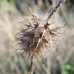 Trifolium angustifolium Froito