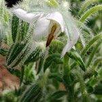 Borago officinalis Flower