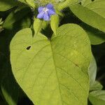 Jacquemontia tamnifolia Fleur