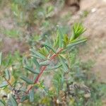 Suaeda vermiculata Blatt