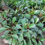Peperomia clusiifolia Yaprak