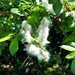 Salix hastata Fruit