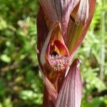 Serapias vomeracea Fleur