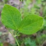 Lathyrus roseus Лист